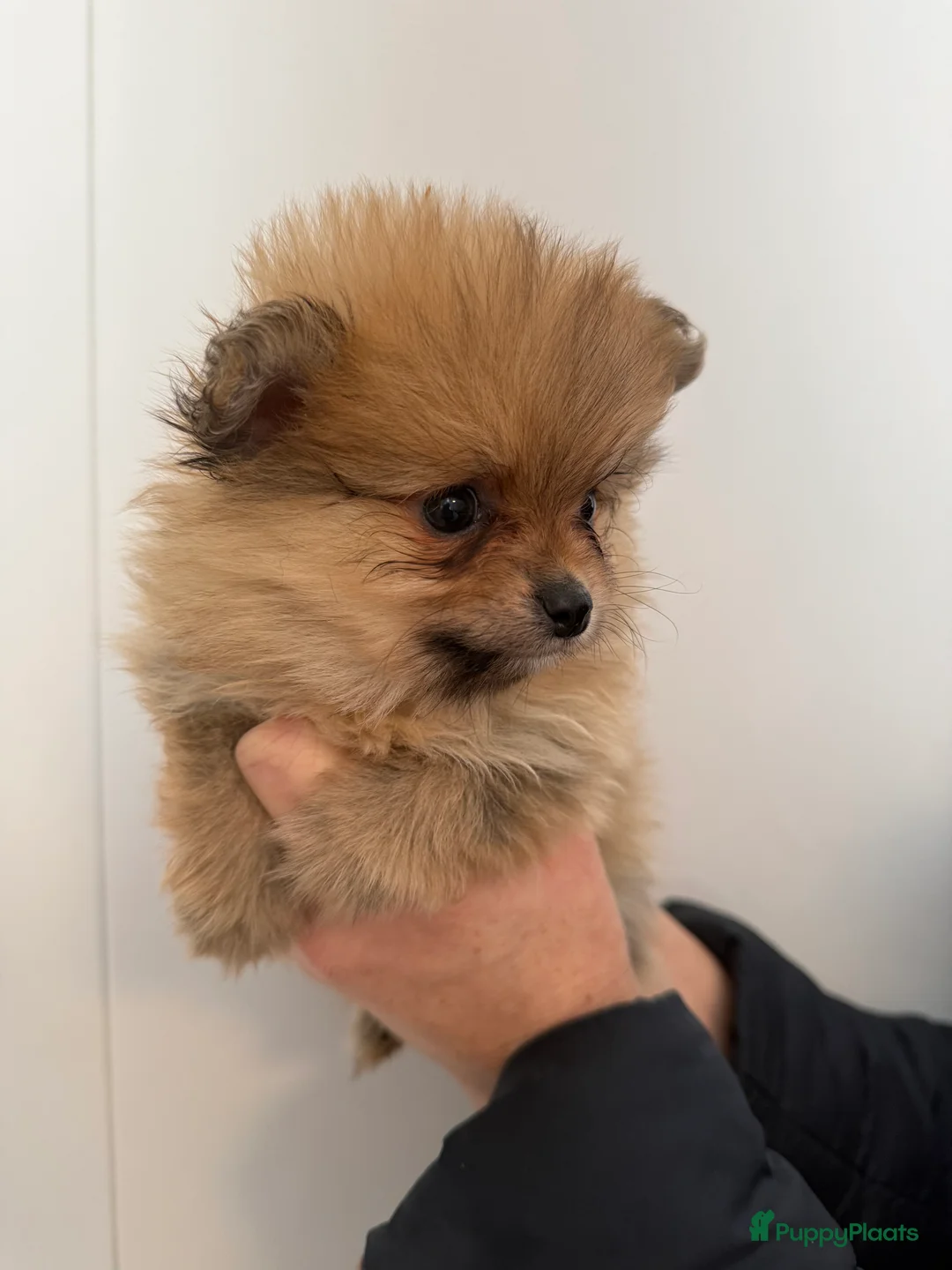 Pomeriaan honden te koop: 100% pomeriaan, 4 teefjes uit showlijn. - Advertentie 5