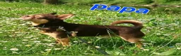 Chihuahua honden te koop: Mooie chihuahua pups - Advertentie 10
