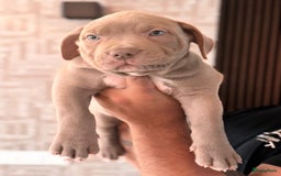 Amerikaanse Bully honden te koop: Prachtige American bully xl  - Afbeelding 5