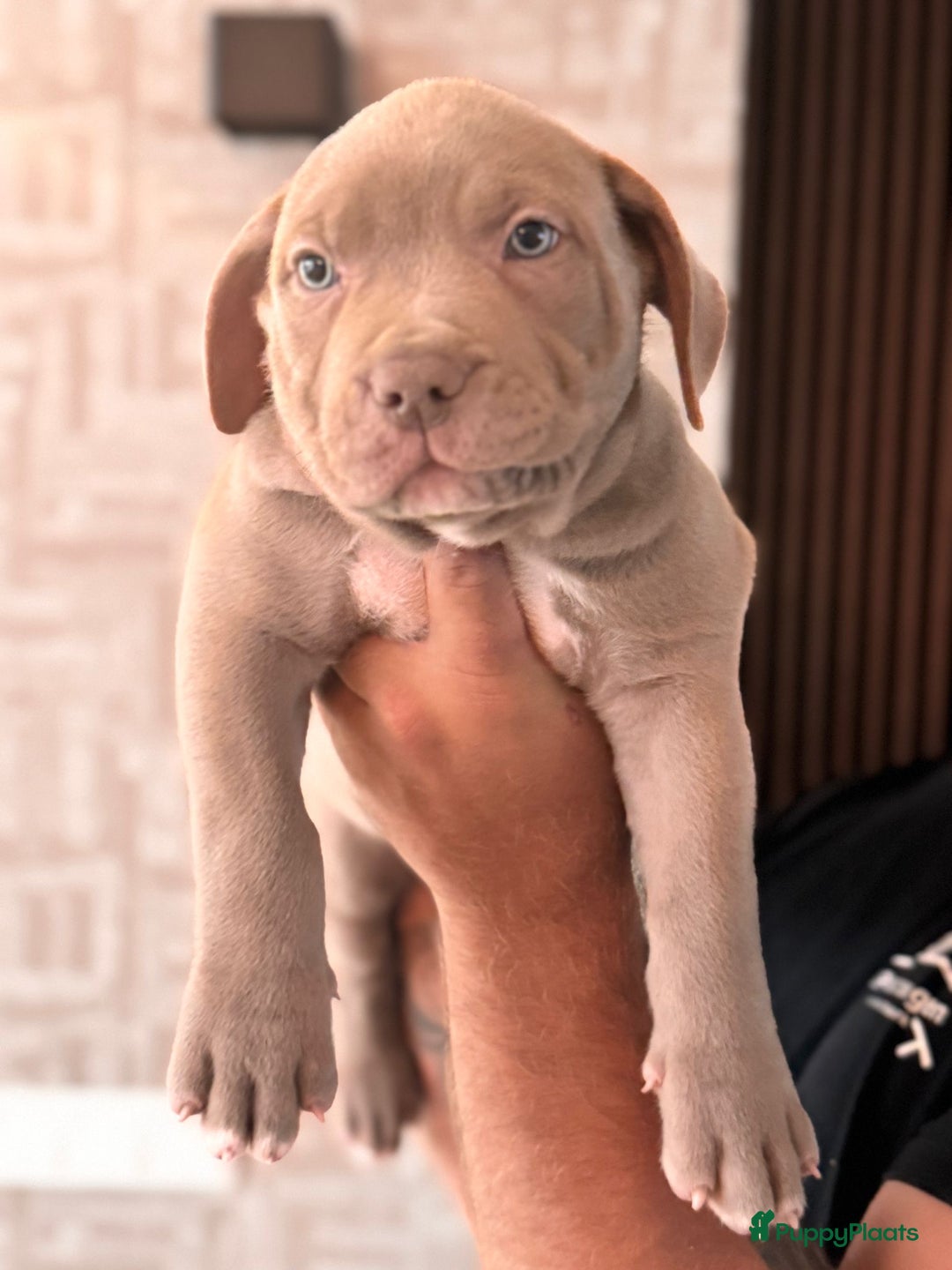 Amerikaanse Bully honden te koop: Prachtige American bully xl  - Afbeelding 5