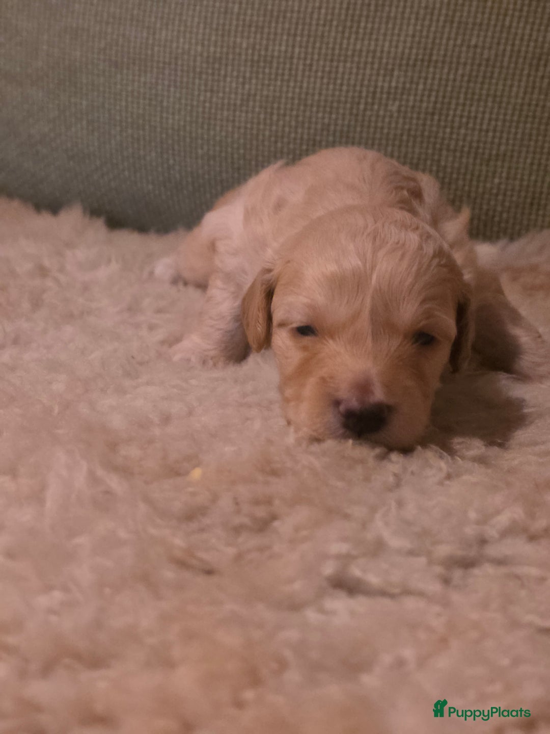 Goldendoodle honden te koop: Goldendoodle multigen middenslag reu te koop - Advertentie 15