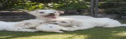 Maltezer honden te koop: Lieve Maltezer Pups 💕 - Advertentie 3