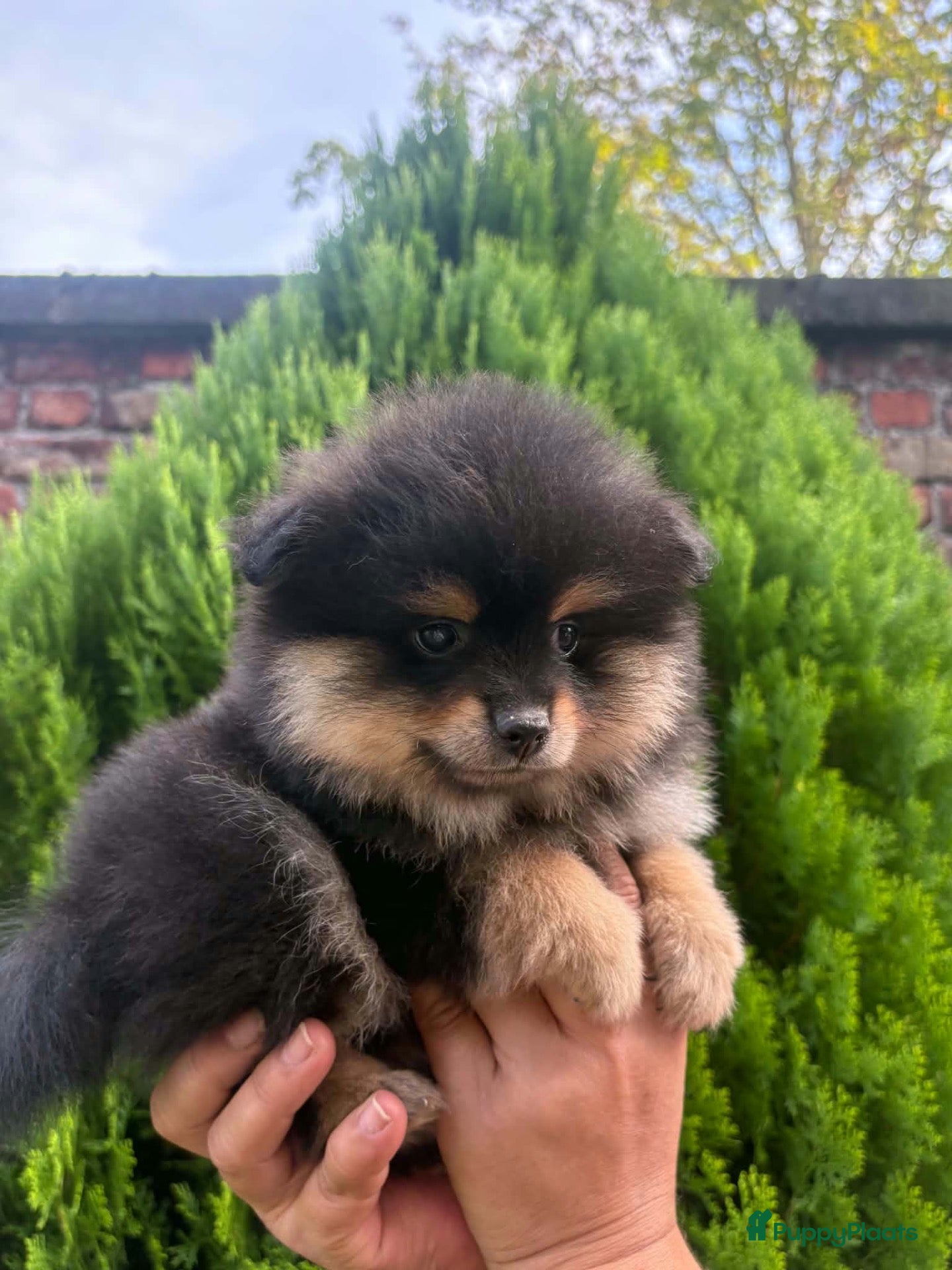 Pomeriaan honden Pomeriaan puppy - Advertentie 1