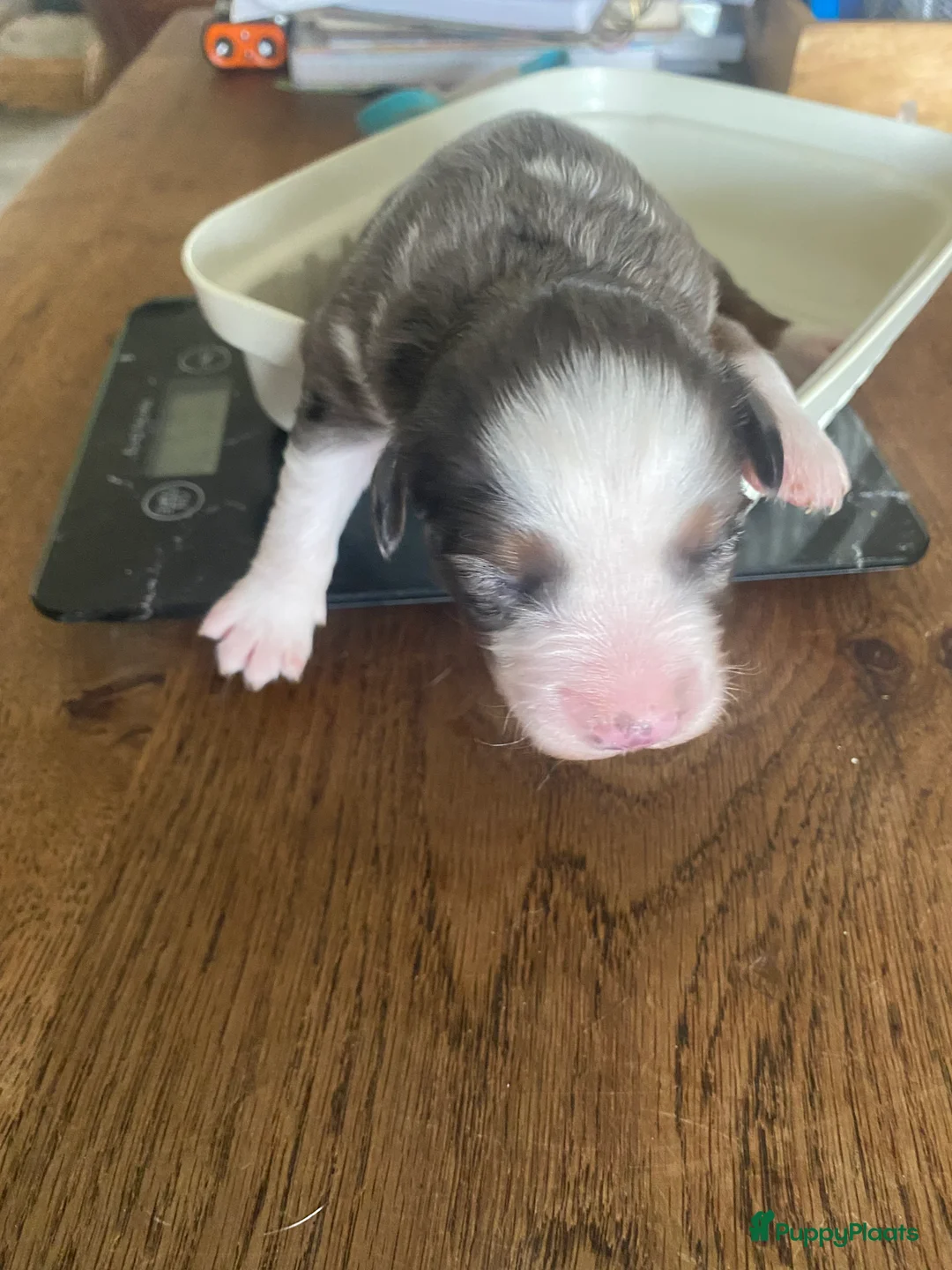 Kruising honden te koop: Mooie pups mix aussie/kooiker - Advertentie 5