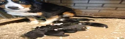 Kruising honden te koop: Berner sennen kruising  - Advertentie 2