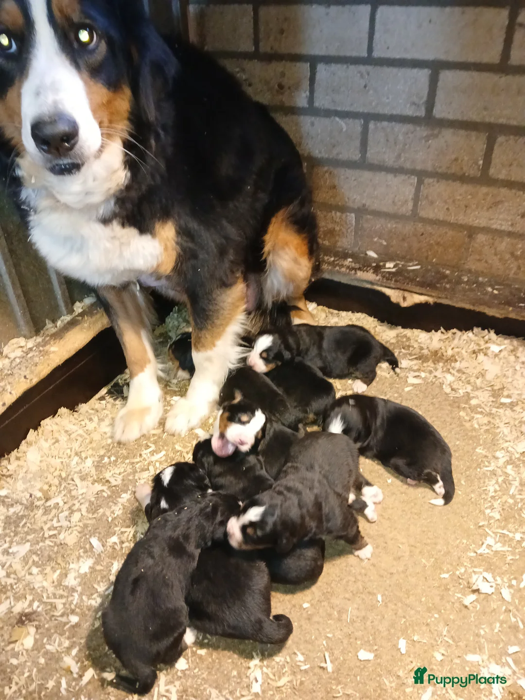 Kruising honden te koop: Berner sennen kruising  - Advertentie 2