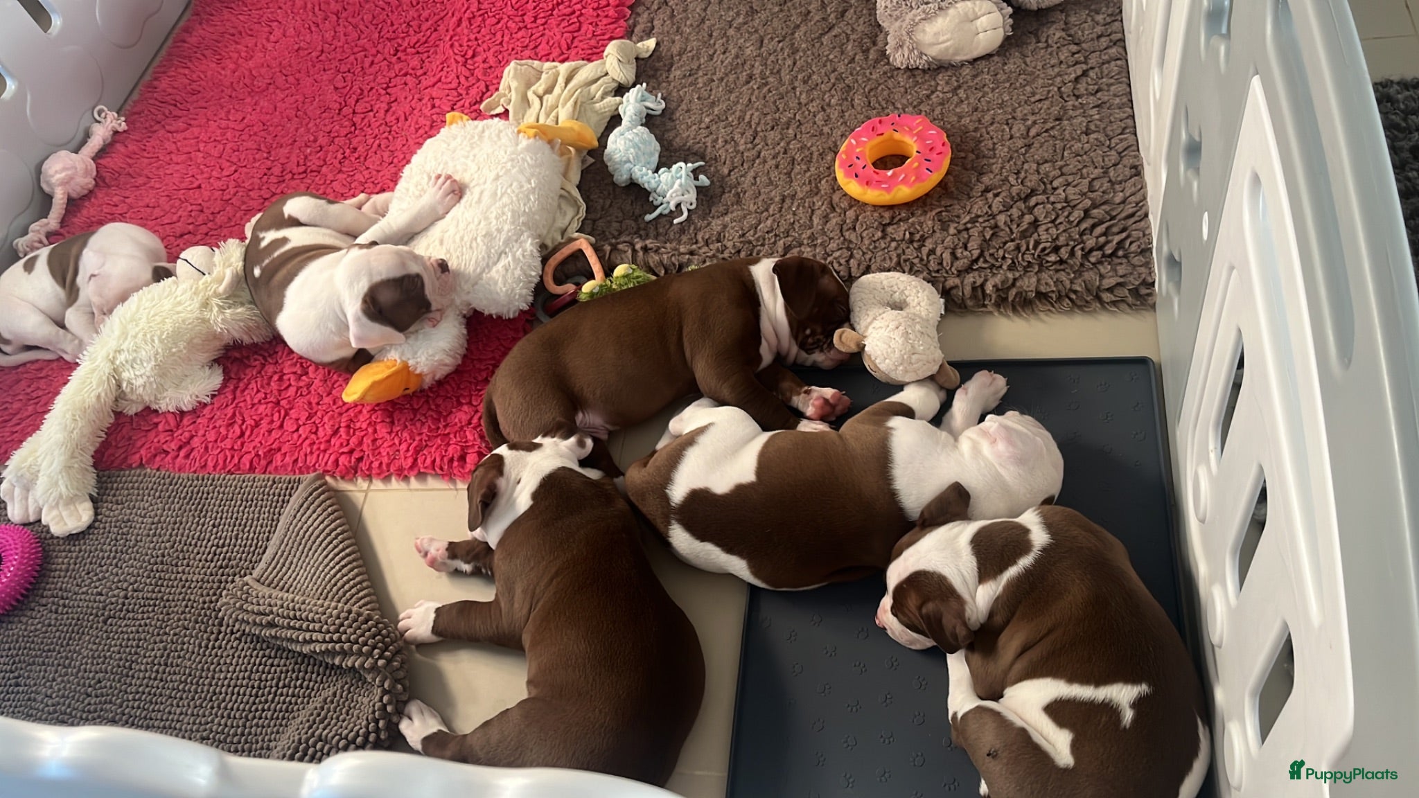 Amerikaanse Bulldog honden Amerikaanse Bulldog Teefje  - Advertentie 2