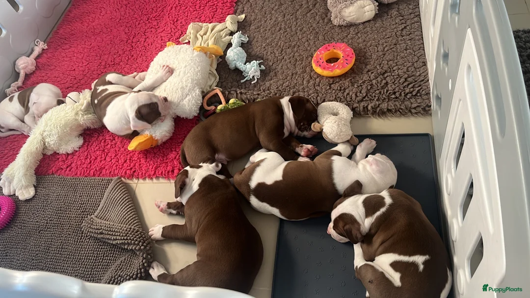 Amerikaanse Bulldog honden te koop: Amerikaanse Bulldog Teefje  - Advertentie 2