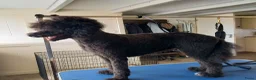 Poedel honden te koop: te koop koningspoedel pups  - Advertentie 6