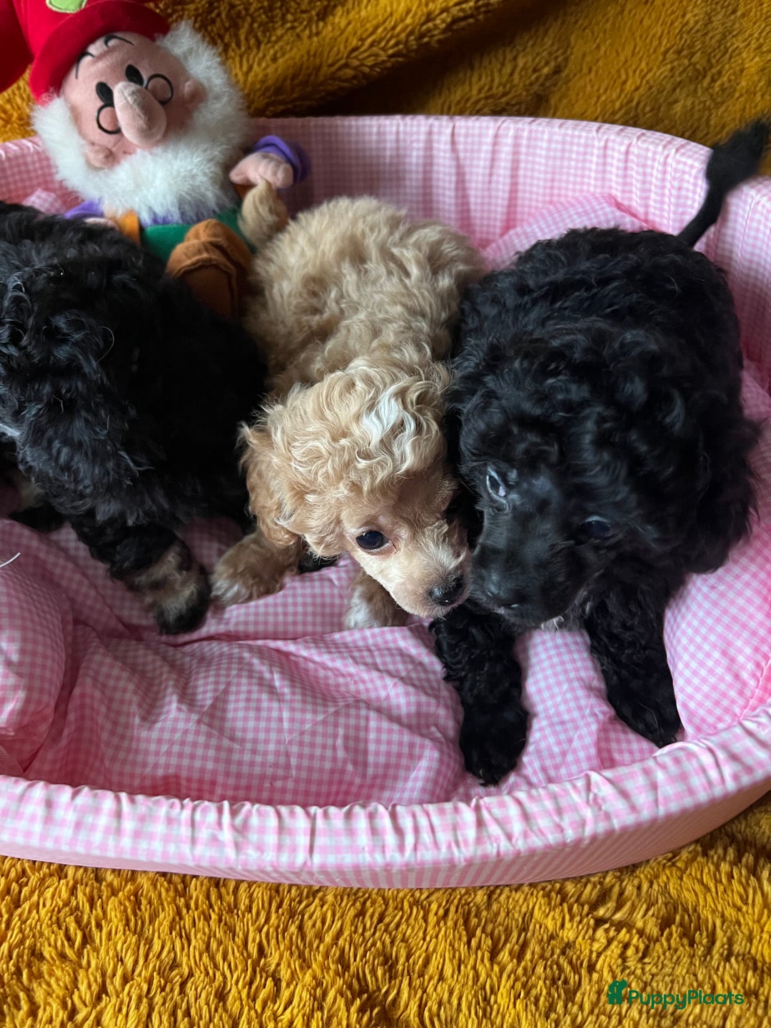 Poedel Toy honden te koop: Toy poedels  - Advertentie 15