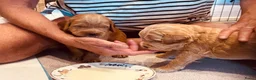 Australian Labradoodle honden te koop: Prachtige Australian Labradoodle pups in Velp - Advertentie 30