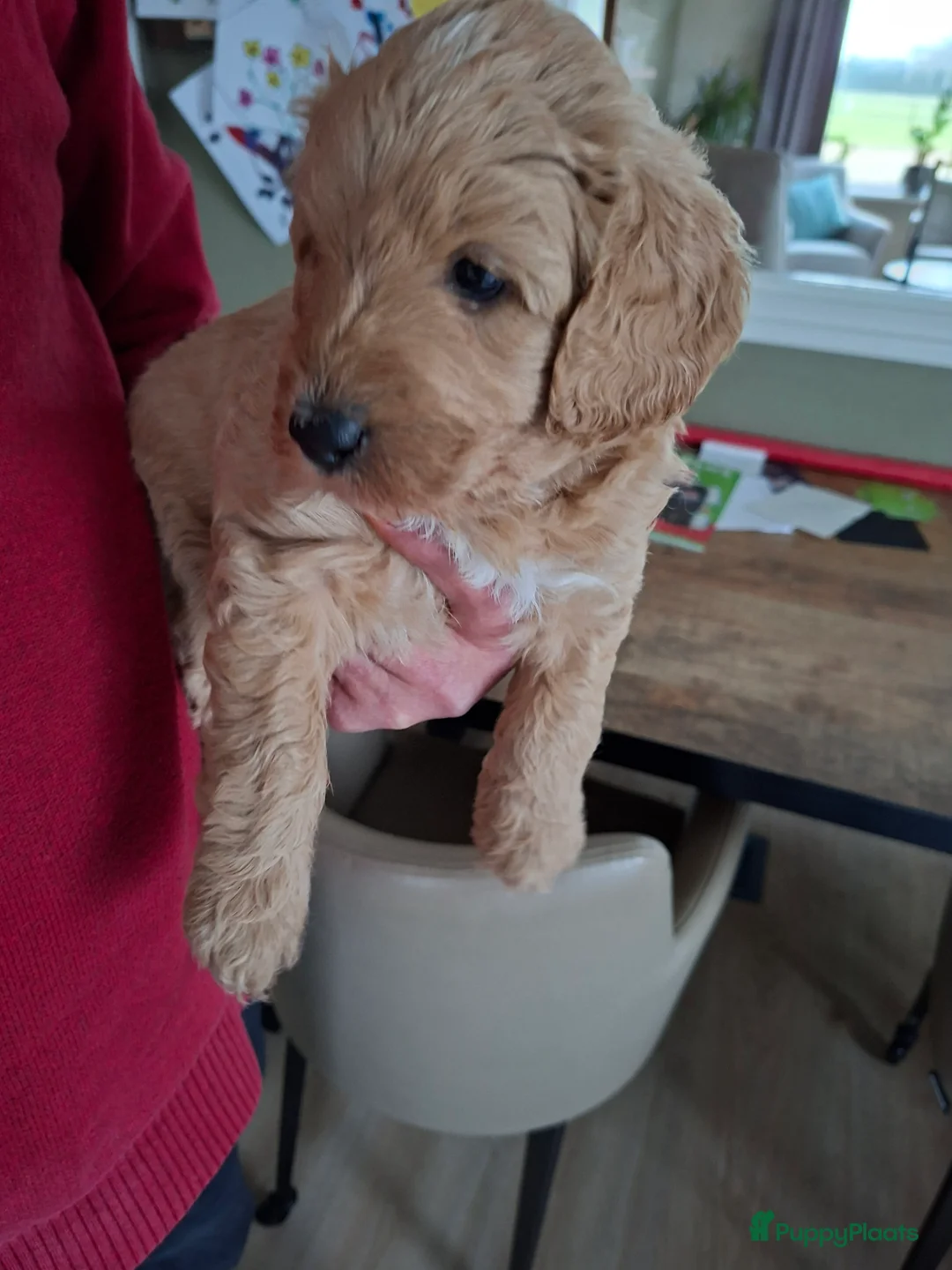 Labradoodle honden te koop: Labradoodle pups medium - Advertentie 4