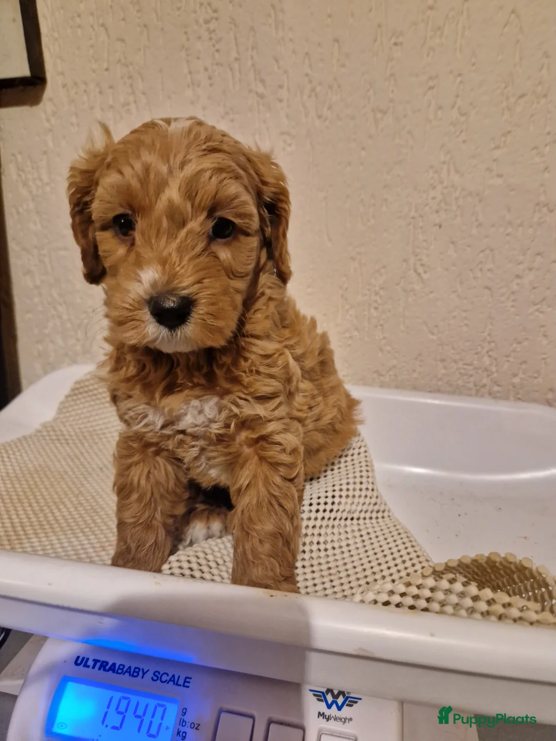 Goldendoodle honden te koop: Mooie goldendoodles te koop - Advertentie 8