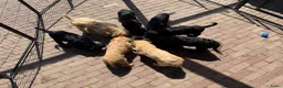Australian Labradoodle honden te koop: (Australian) Labradoodle pups - Advertentie 5