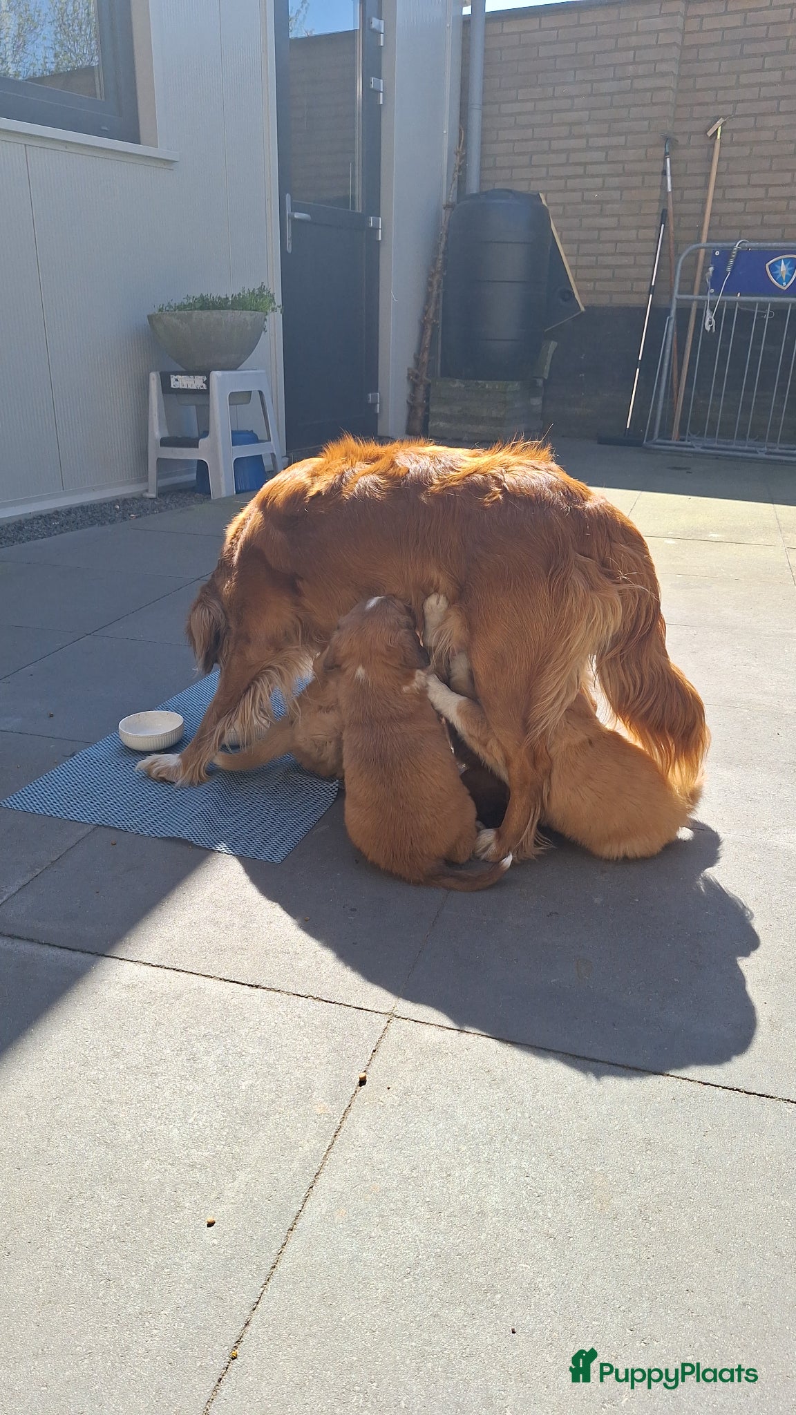 Kruising honden Nova Scotia Duck Tolling Retriever pup reu - Advertentie 1