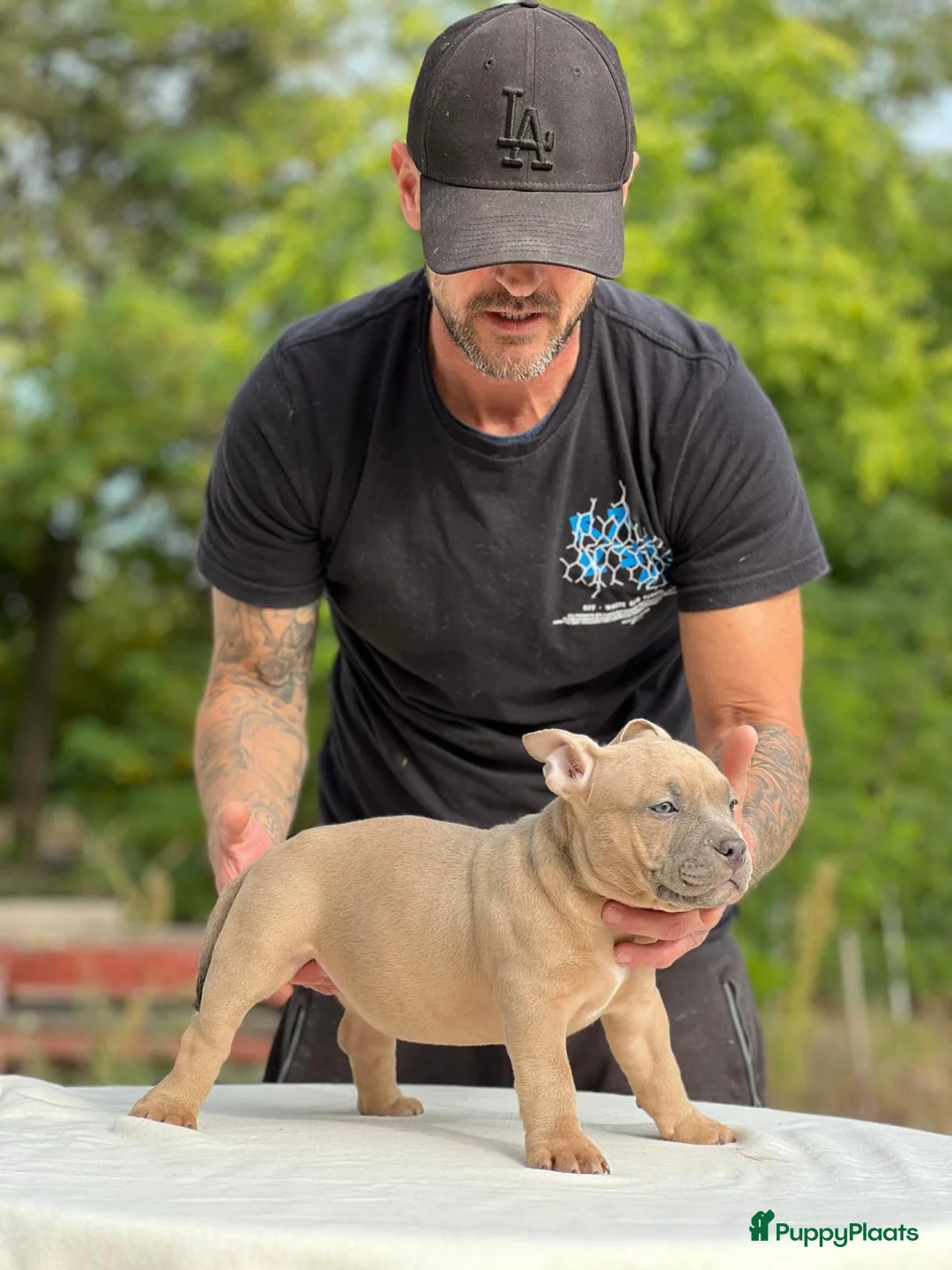 Amerikaanse Bully honden te koop: Amerikaanse bully pocket - Advertentie 7