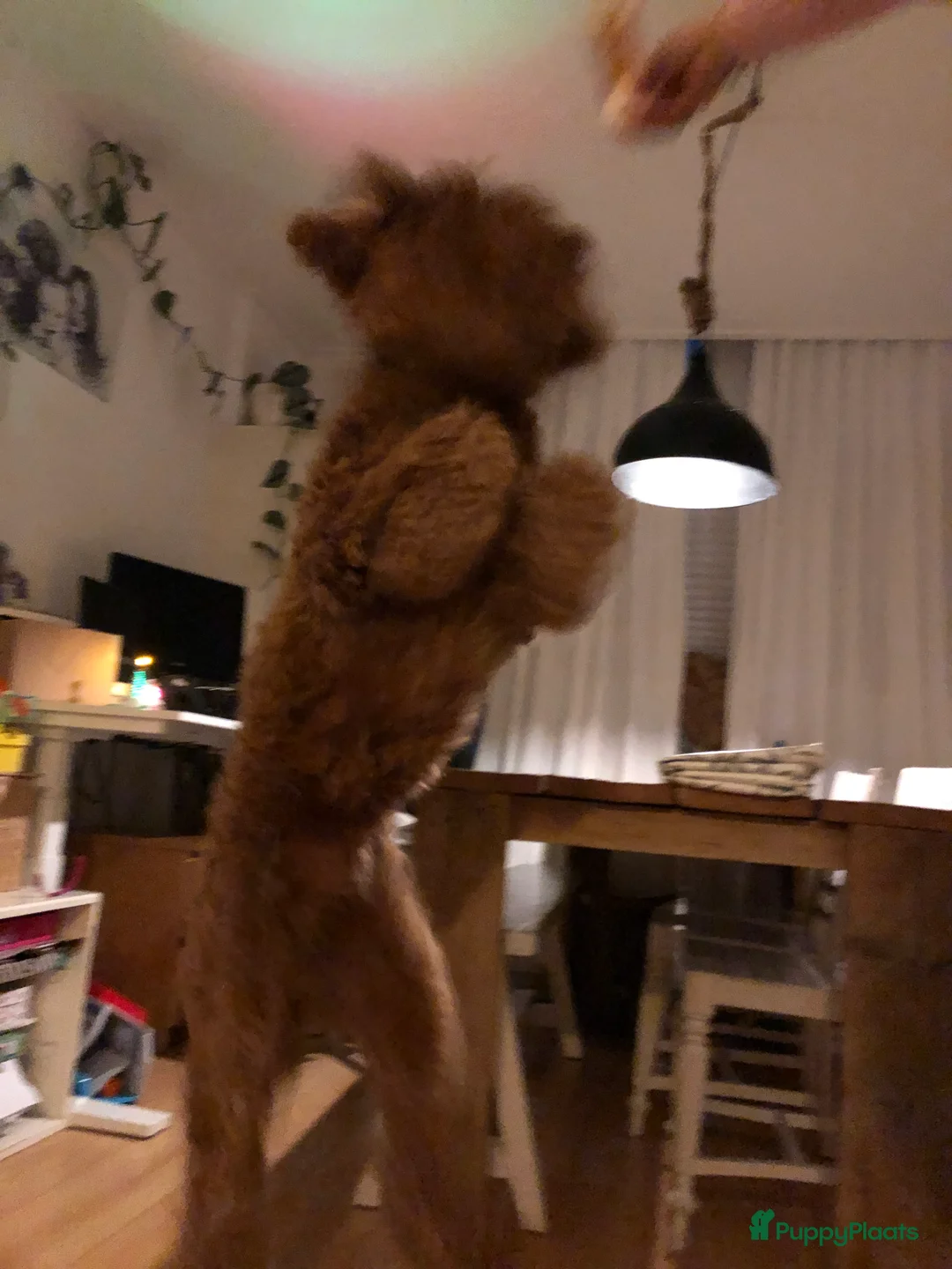 Labradoodle honden ter dekking: KNAPPE AUSTRALIAN LABRADOODLE DEKREU in Breda - Advertentie 5