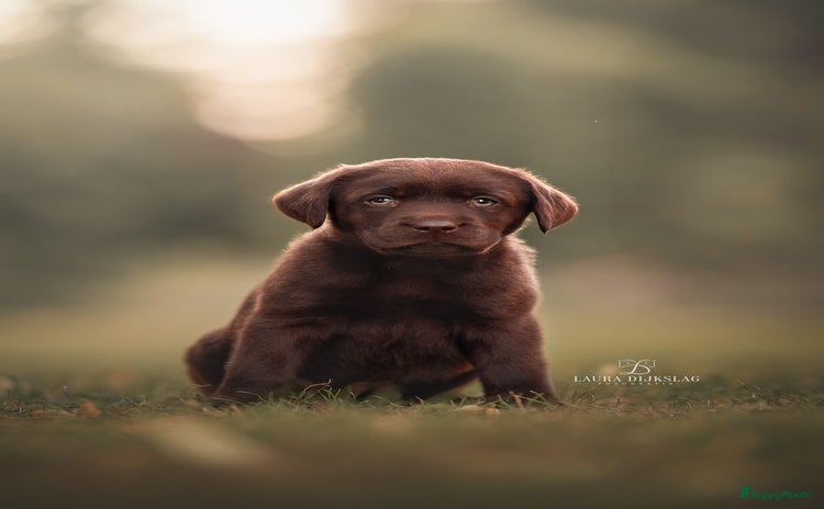 Labrador Retriever honden - Advertentie 2