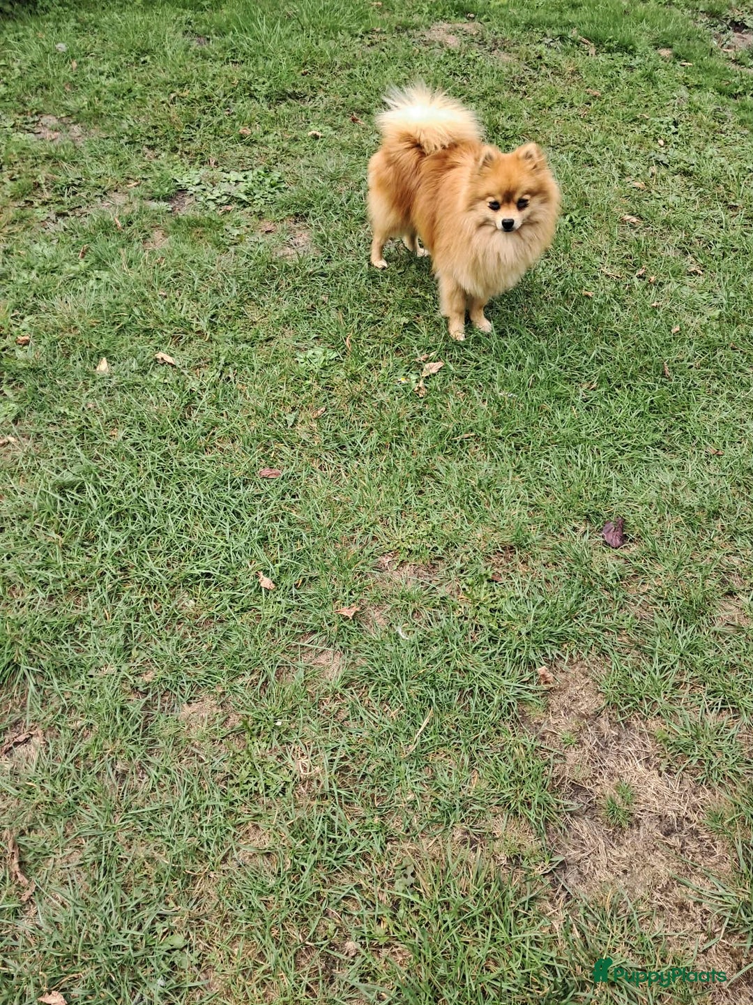 Pomeriaan honden te koop: Pomeriaan puppy’s  - Advertentie 4