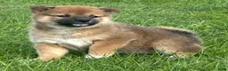 Shiba honden te koop: Bijzondere Shiba inu puppies - Advertentie 5
