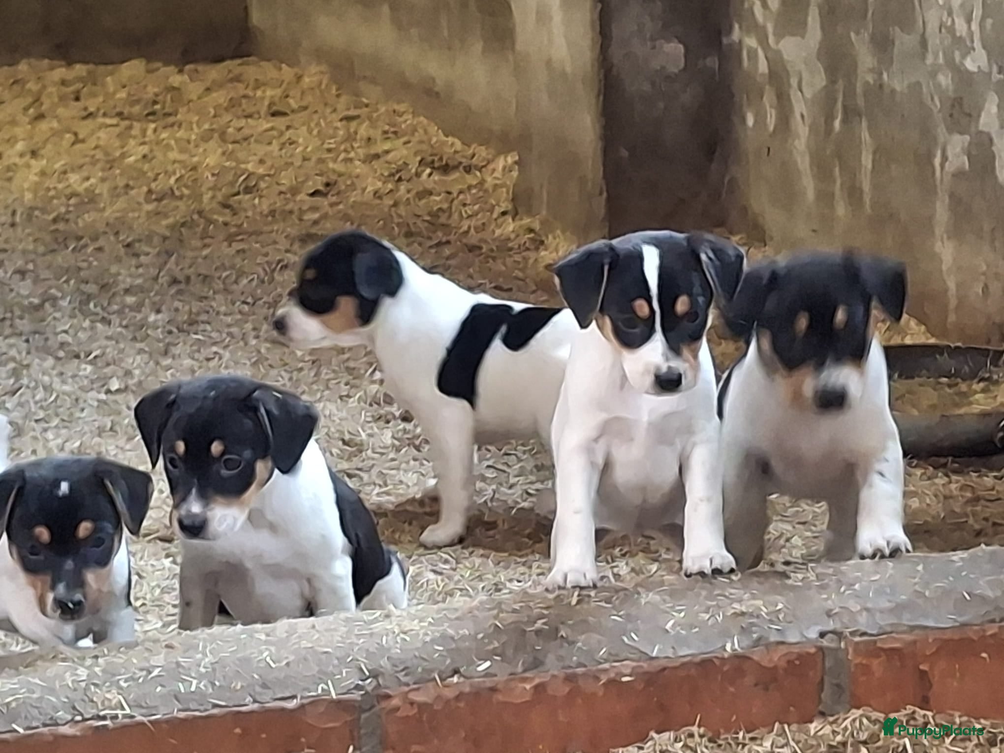 Fox Terriër Gladhaar honden boerenfox puppy's  - Advertentie 1