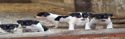 Fox Terriër Gladhaar honden te koop: boerenfox puppy's  - Advertentie 1