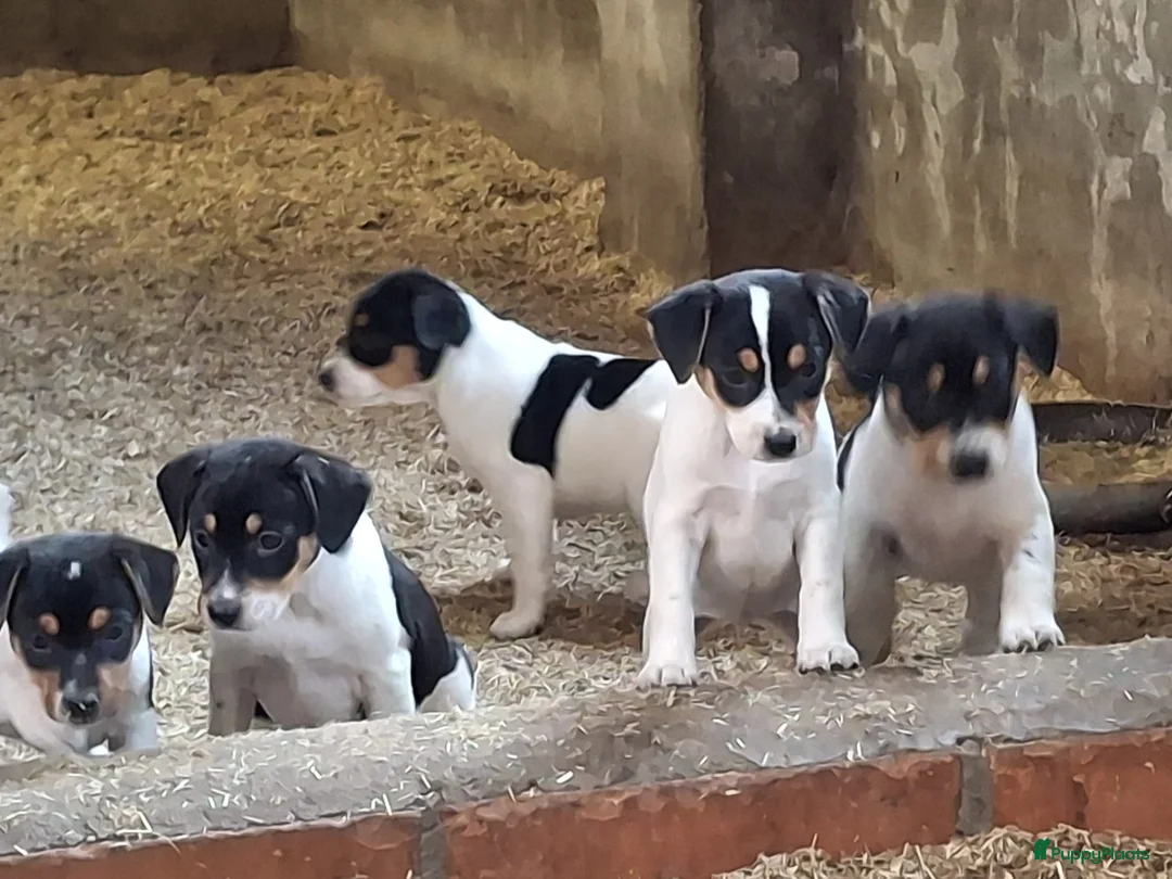 Fox Terriër Gladhaar honden te koop: boerenfox puppy's  - Advertentie 1