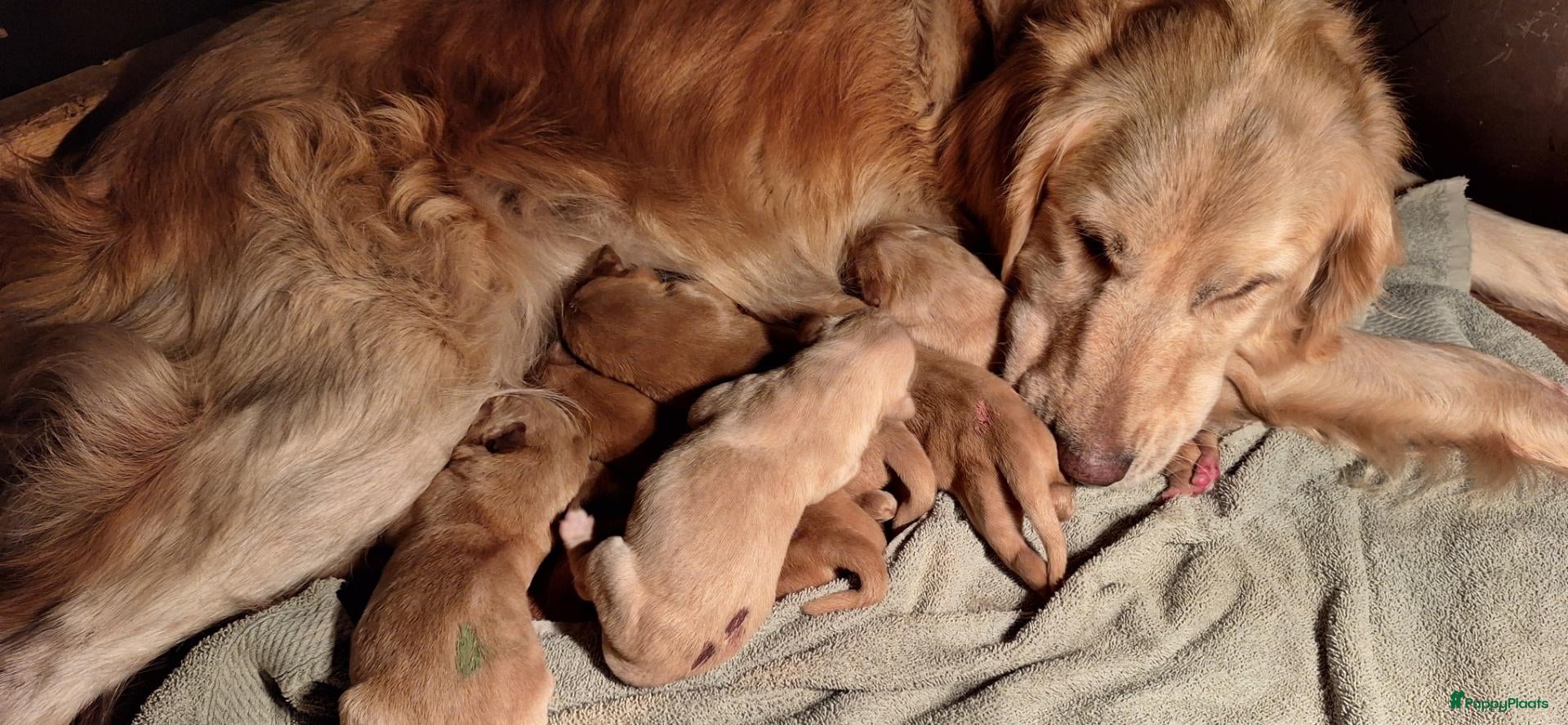 Goldador honden Goldenretriever x labrador pups  - Advertentie 1