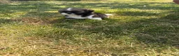 Shih Tzu honden te koop: Prachtig shih Tzu reutje  - Advertentie 8