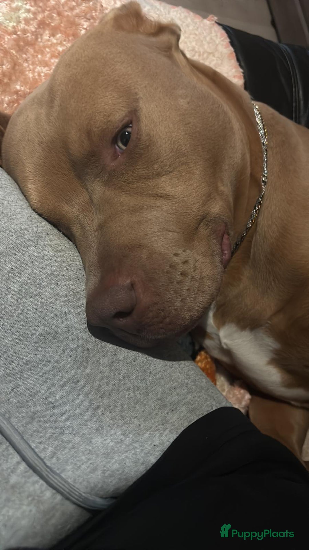 Amerikaanse Bully honden te koop: Amerikaanse Bully. Prijs bespreekbaar. - Advertentie 3