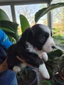 Welsh Corgi Cardigan Puppy 4
