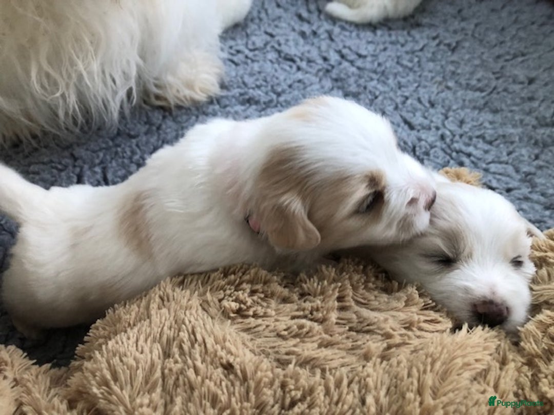 Coton De Tuléar honden te koop: Coton de Tulear pups  - Advertentie 7