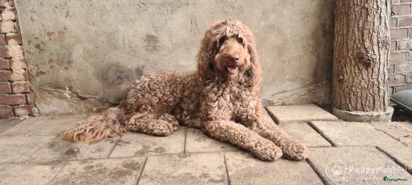 Kruising honden Labradoodle dekreu multigen in Westendorp - Advertentie 22