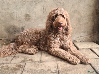 Kruising honden Labradoodle dekreu multigen in Westendorp - Advertentie 1