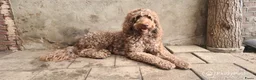 Kruising honden ter dekking: Labradoodle dekreu multigen in Westendorp - Advertentie 1