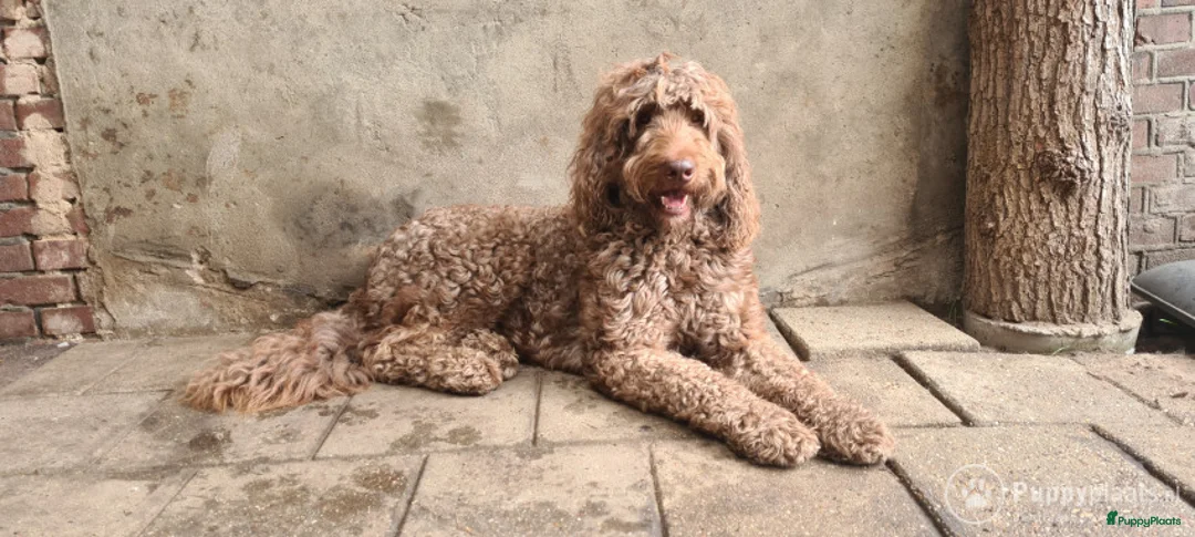 Kruising honden ter dekking: Labradoodle dekreu multigen in Westendorp - Advertentie 1