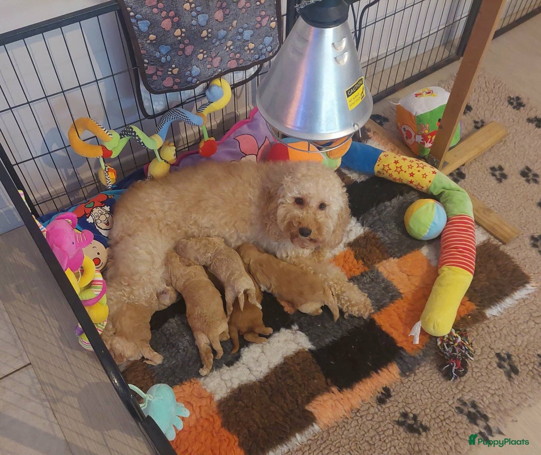 Labradoodle honden te koop: Mini labradoodle pups - Advertentie 8