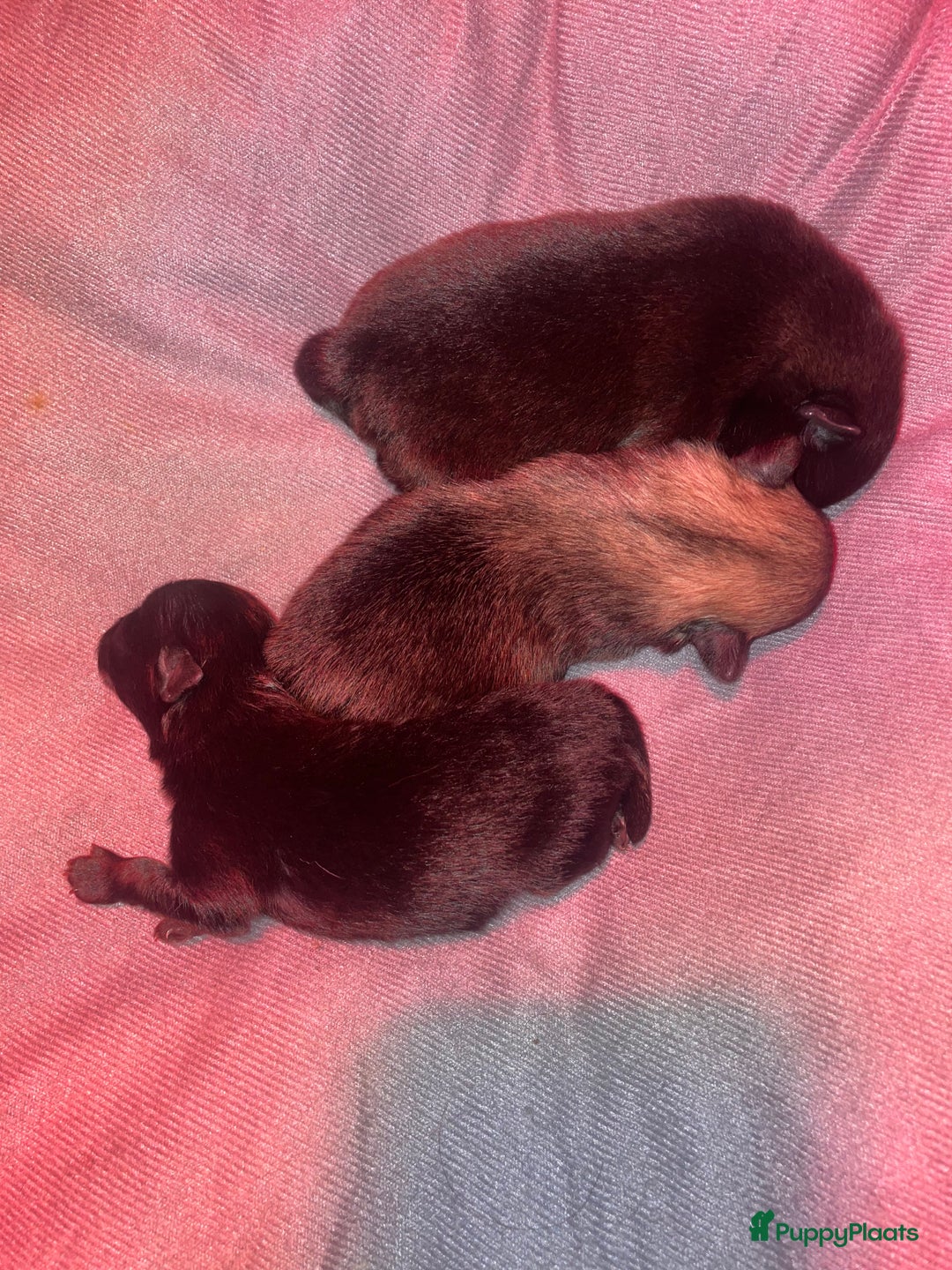 Pomeriaan honden te koop: prachtige pomeriaan pups te koop 1 reutje 1 teefje - Advertentie 11