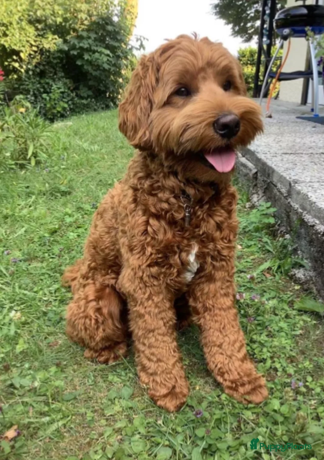 Australian Labradoodle honden te koop:  Australiën Labradoodle (medium) pups - Advertentie 2