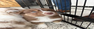 Australian Shepherd Puppy 3