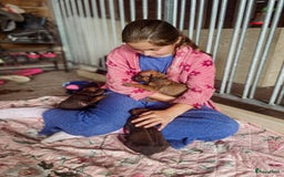 Rhodesian Ridgeback honden te koop: Rhodesian Ridgeback pups - Afbeelding 10