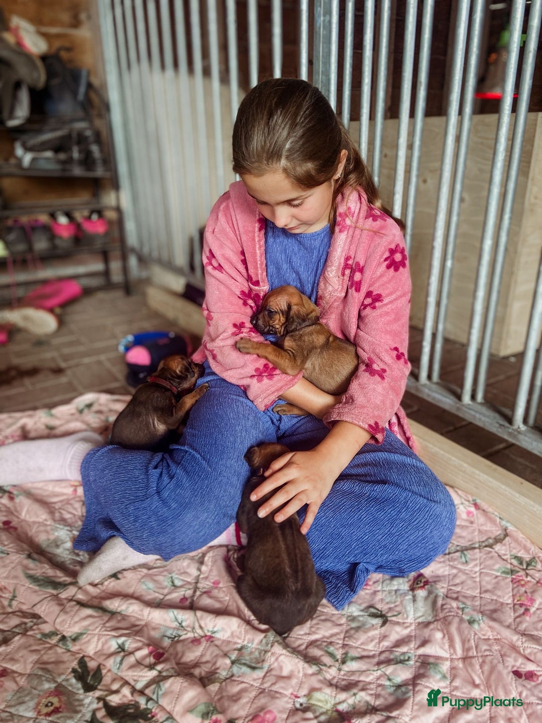 Rhodesian Ridgeback honden te koop: Rhodesian Ridgeback pups - Afbeelding 10