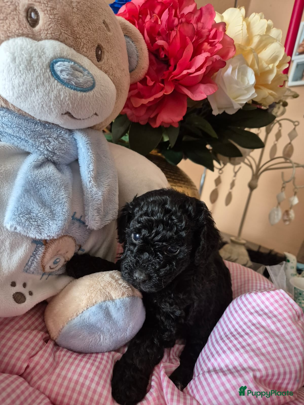 Poedel Toy honden Prachtig Toy-Dwergpoedel  - Advertentie 2