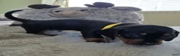 Teckel (korthaar)  honden te koop: Kortharige teckel pups - Advertentie 7