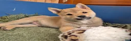 Kruising honden te koop: Shiba inu pups 8 weken (kwart pomeriaan) - Advertentie 1