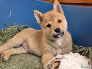 Kruising honden Shiba inu pups 8 weken (kwart pomeriaan) - Advertentie 2