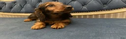 Franse Bulldog honden te koop: Teckel pup - Advertentie 1