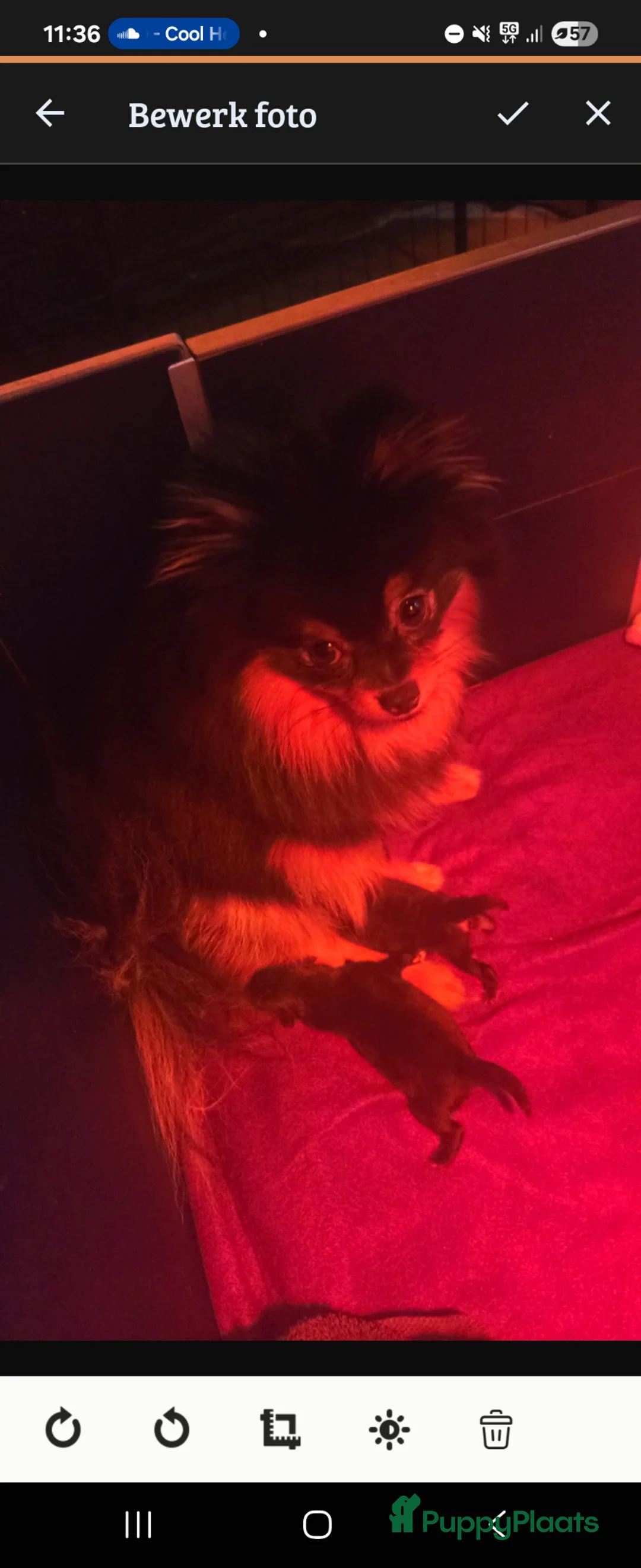 Pomeriaan honden te koop: Blackie zoekt nog een goud mandje - Advertentie 2