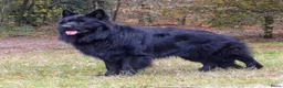 Duitse Herder honden te koop: Duitse herder pup nog 1 reu beschikbaar. - Advertentie 16