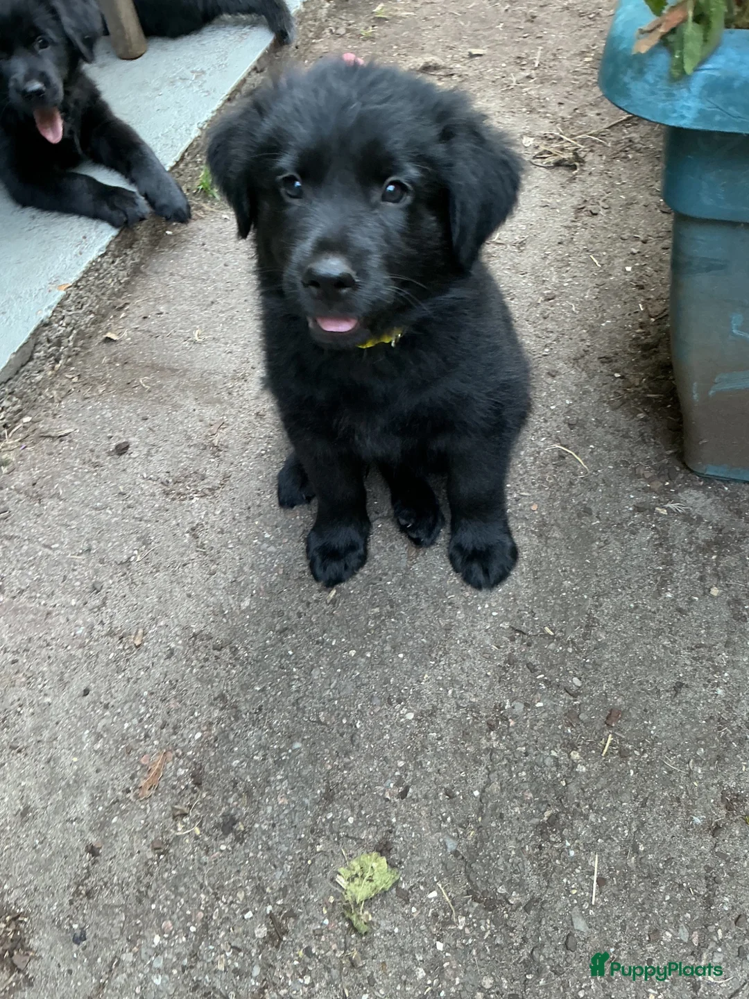 Kruising honden te koop: Eurasier/Duitse Herder x Golden Retriever pups - Advertentie 1